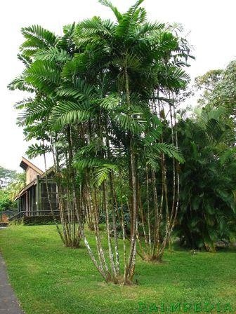 jual pohon palem jepang tanaman hias cantik 4
