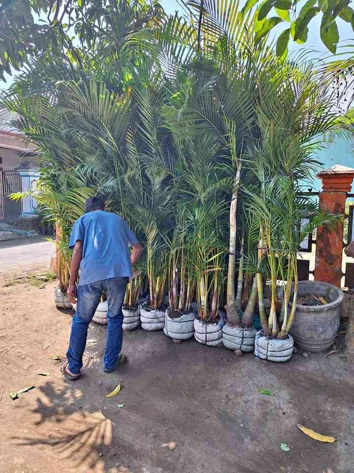 Palem Kuning 4 Meter
