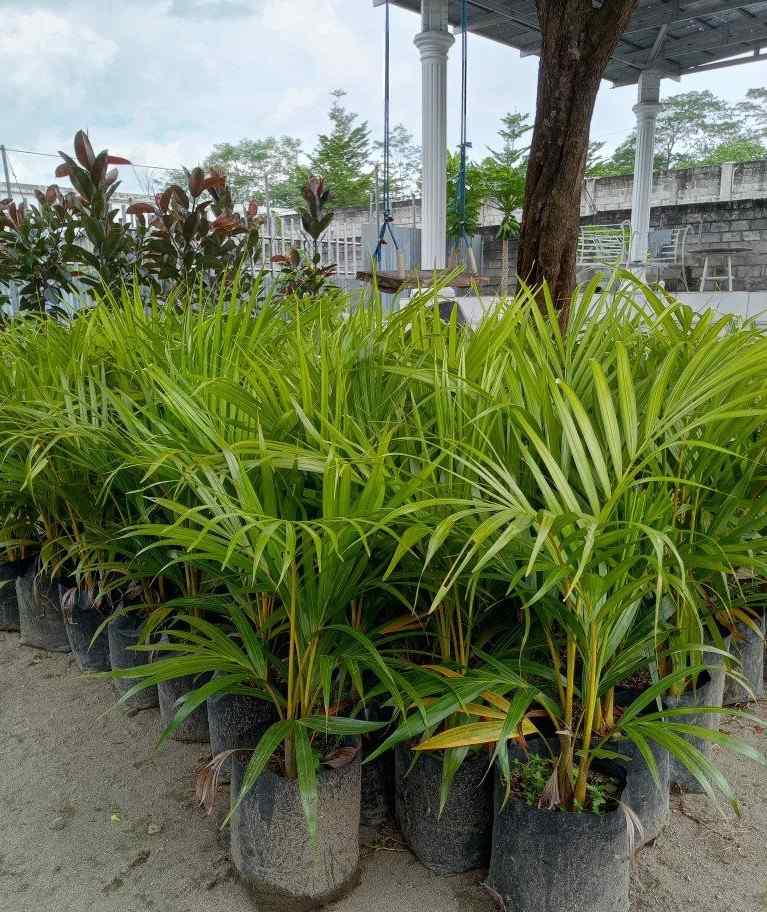 jual pohon palem kuning ukuran 1 meter untuk taman rumah