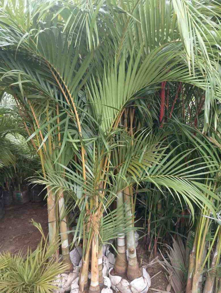 jual pohon palem kuning untuk taman minimalis modern