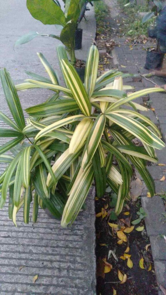 jual pohon palem regu palem waregu cantik