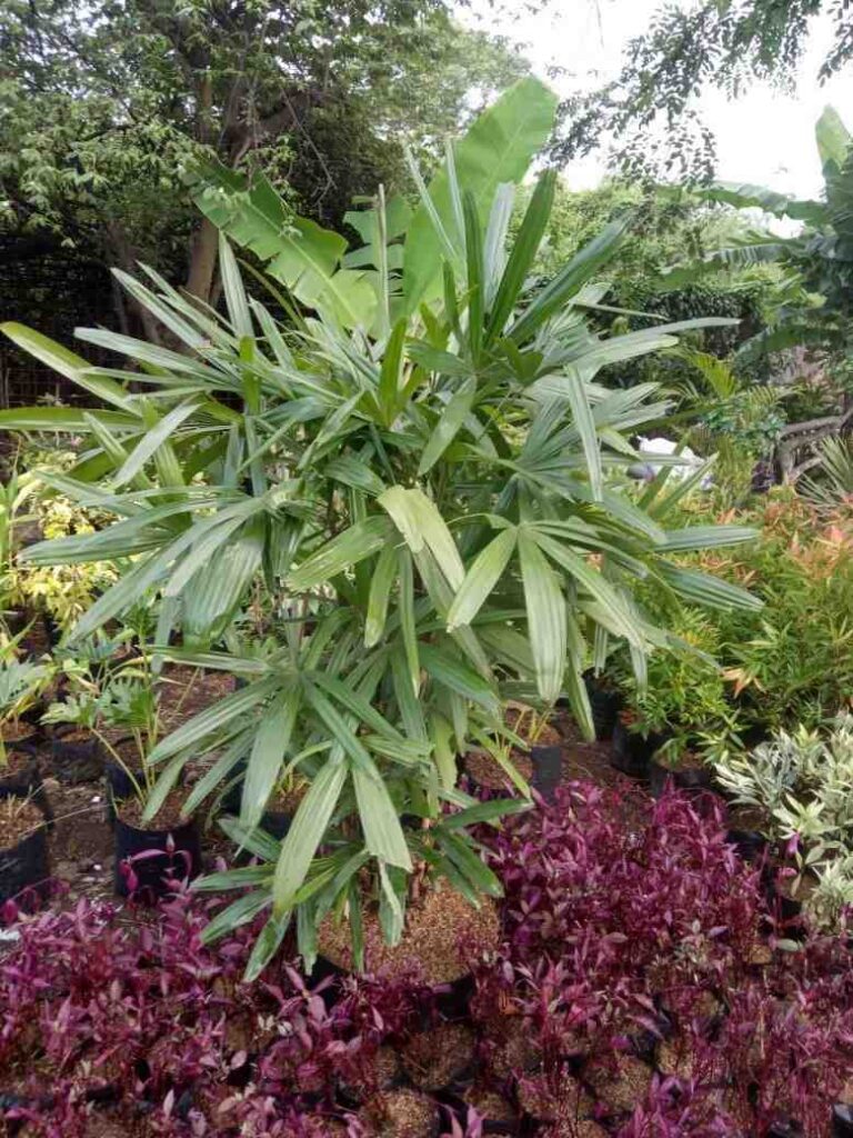 jual pohon palem regu palem waregu cantik
