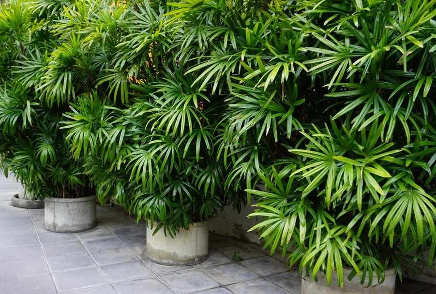 jual pohon palem regu palem waregu cantik