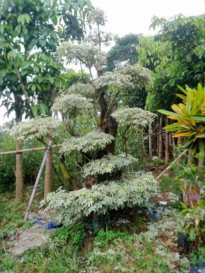 jual pohon randu varigata ukuran sedang untuk taman rumah dengan daun belang alami