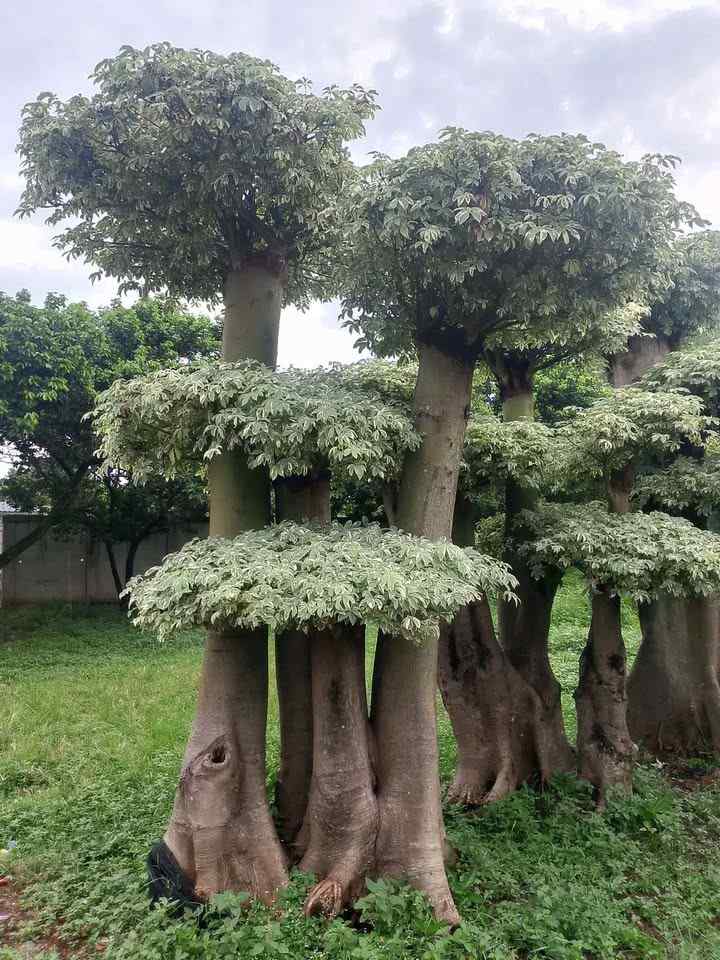 jual pohon randu varigata untuk proyek landscape dengan pilihan ukuran lengkap
