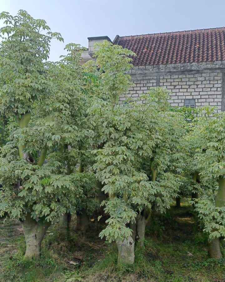 jual randu varigata tinggi 2 meter dengan tampilan daun variegata yang unik