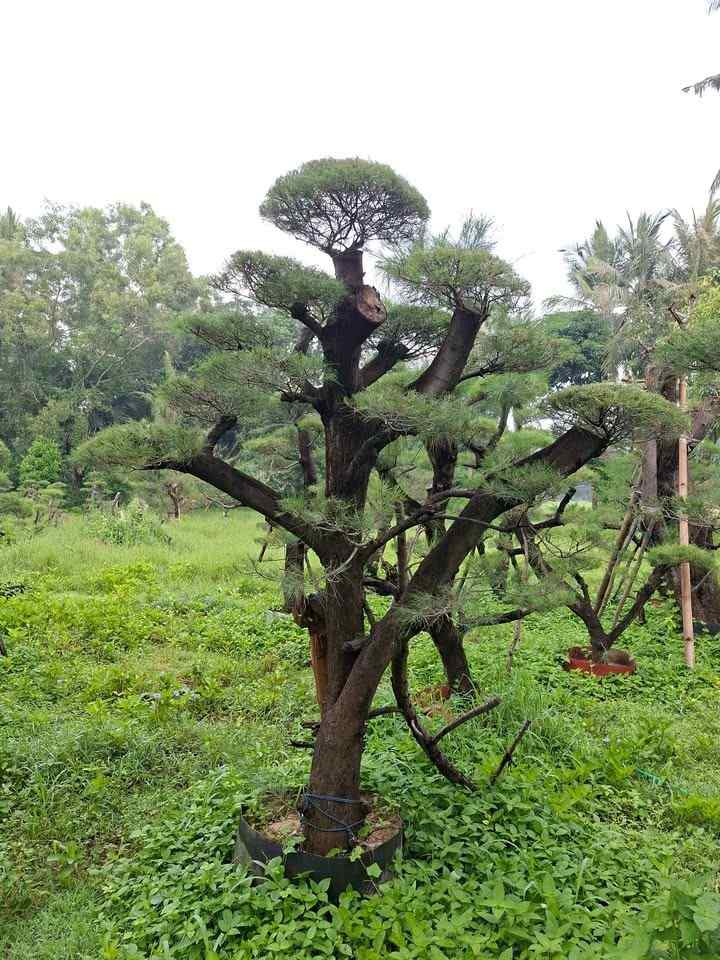 pohon-bonsai-cemara-udang-dengan-batang-unik-dan-tajuk-rapi-di-nursery