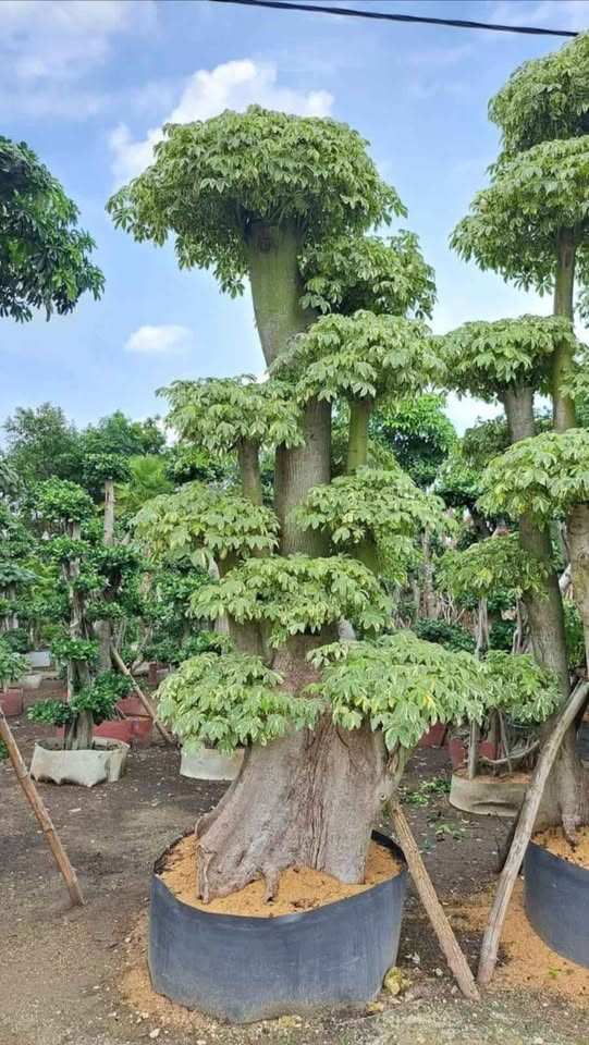 pohon kapuk varigata siap tanam dari penyedia jual pohon randu varigata terpercaya