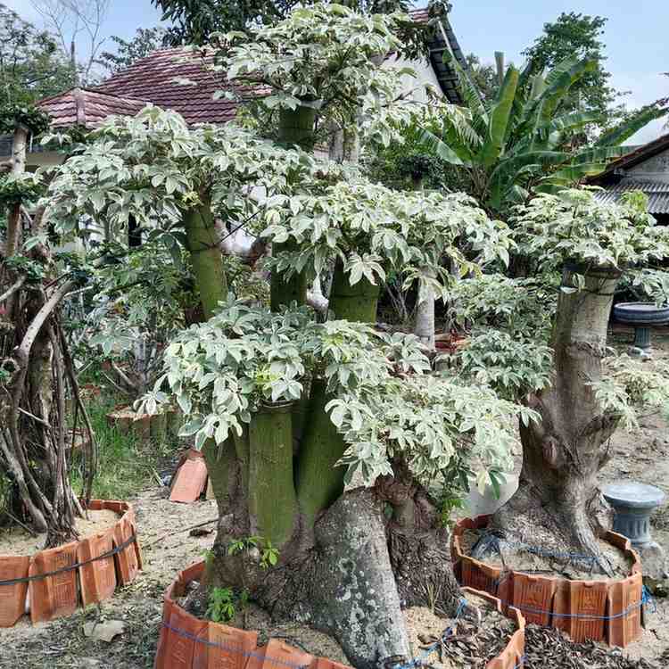 stok jual pohon randu varigata asli siap kirim untuk kebutuhan taman dan landscape