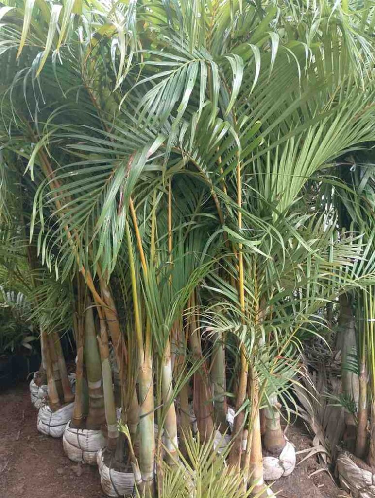 supplier jual pohon palem kuning hotel villa dan kantor