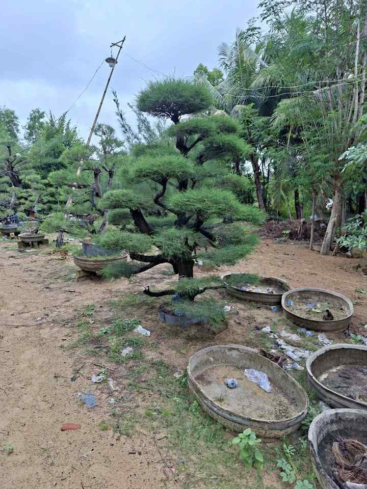 tanaman-cemara-udang-bonsai-dalam-pot-untuk-teras-rumah-modern