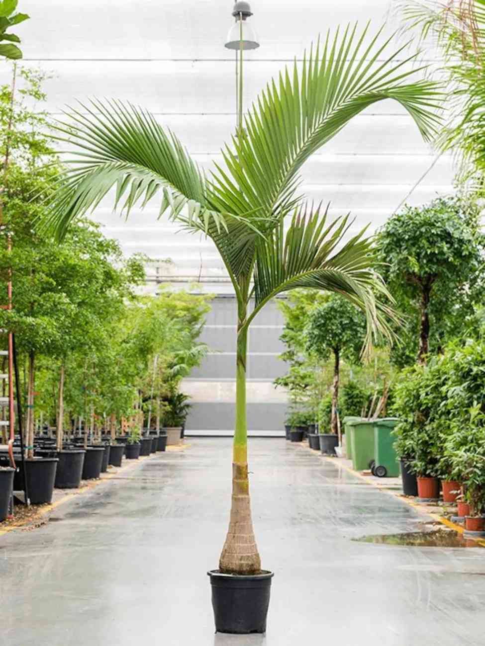 Jual bibit Palem Alexander Archontophoenix alexandrae ukuran kecil untuk taman tropis
