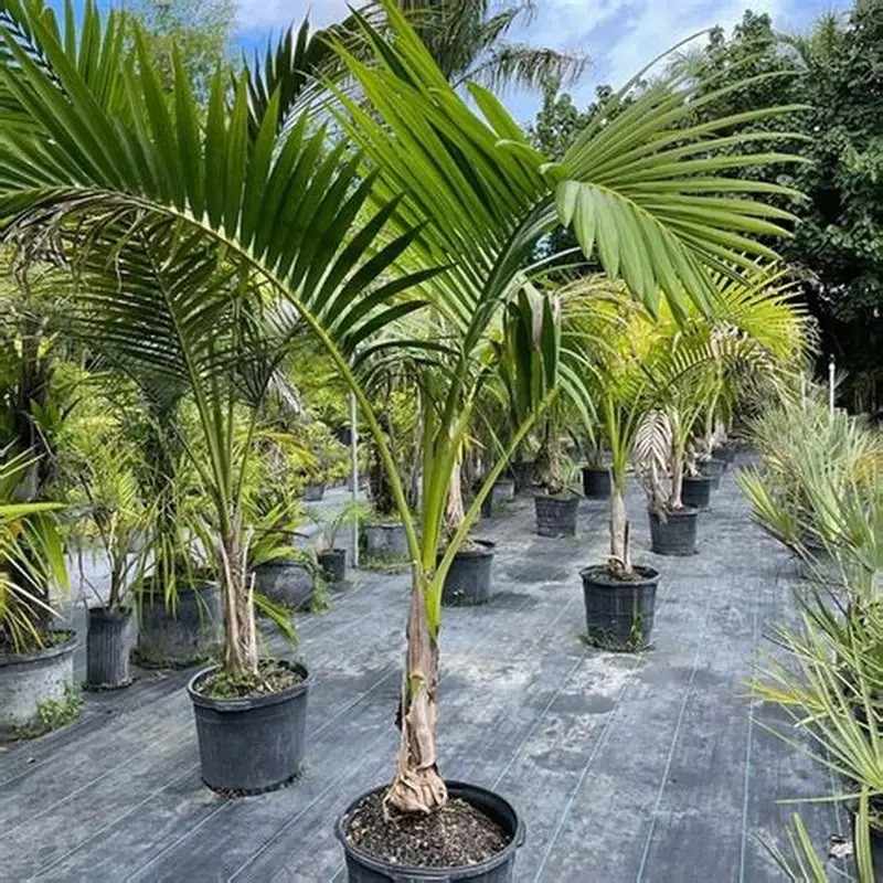 jual palem alexander placeholder 3