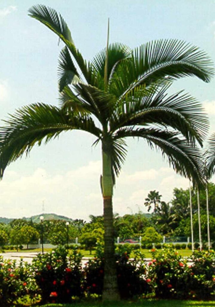 jual palem alexander placeholder 6