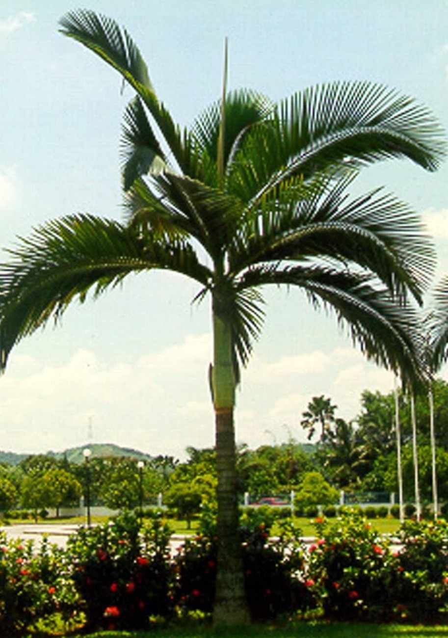 Palem Alexander besar siap tanam untuk hotel resort boulevard dan proyek landscape premium