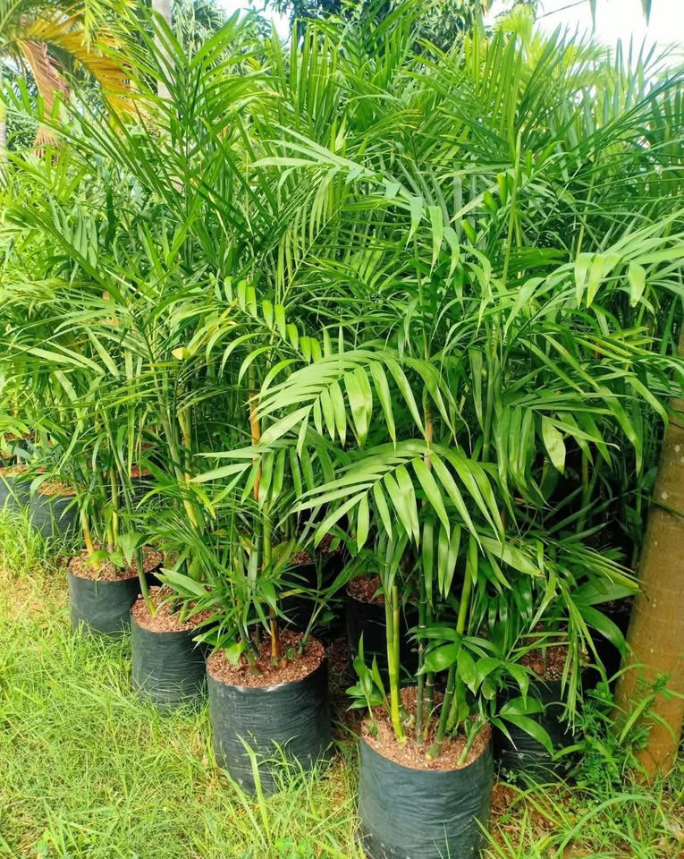 jual palem komodor placeholder 1