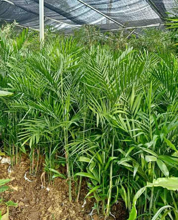 jual palem komodor placeholder 2