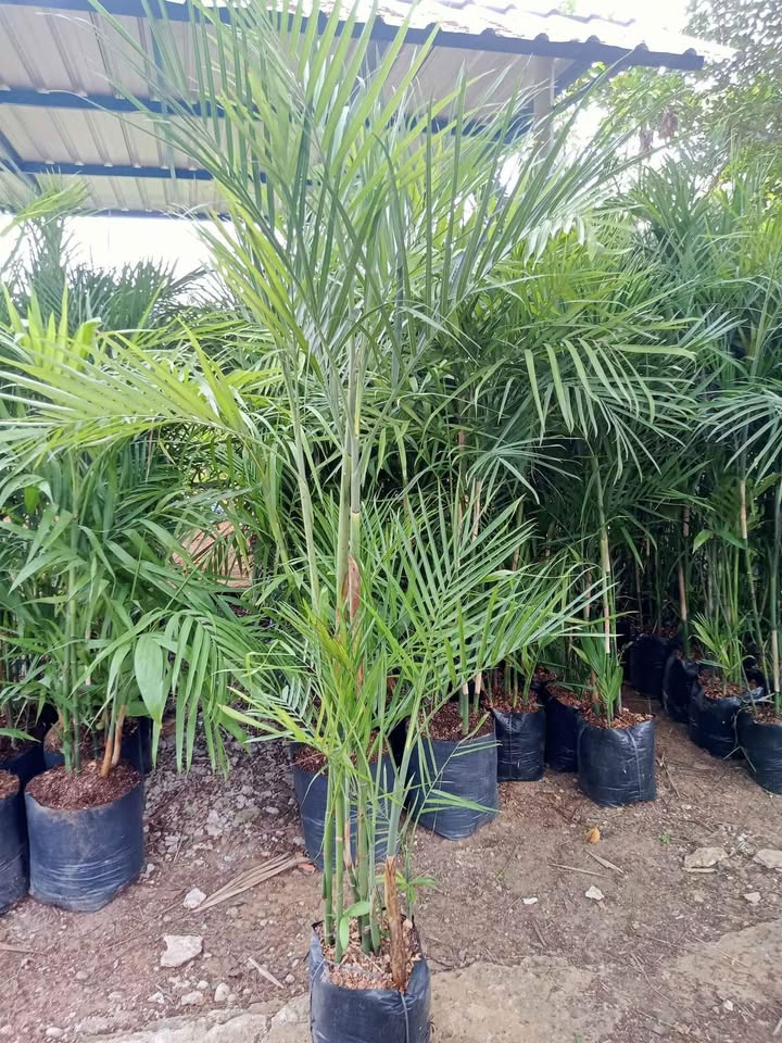 jual palem komodor placeholder 4