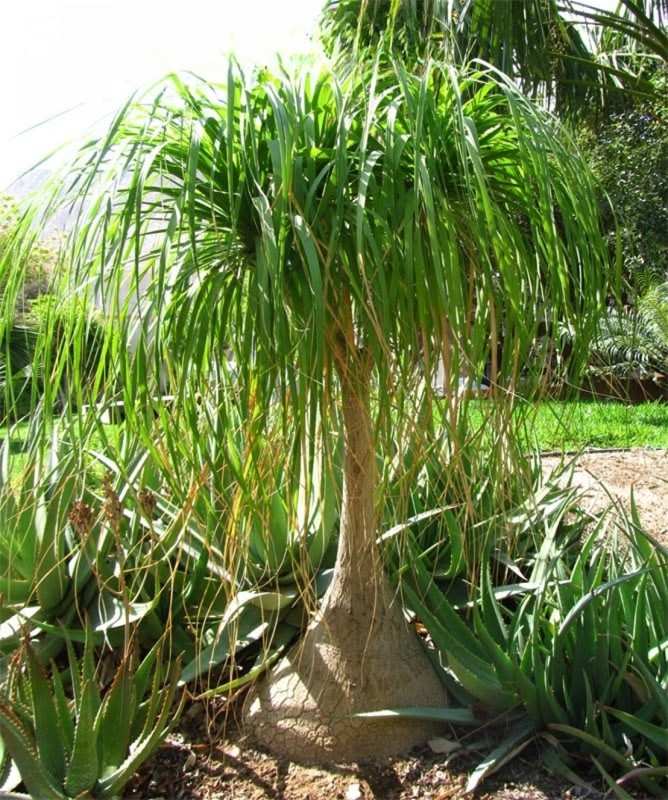 jual palem nolina placeholder 1