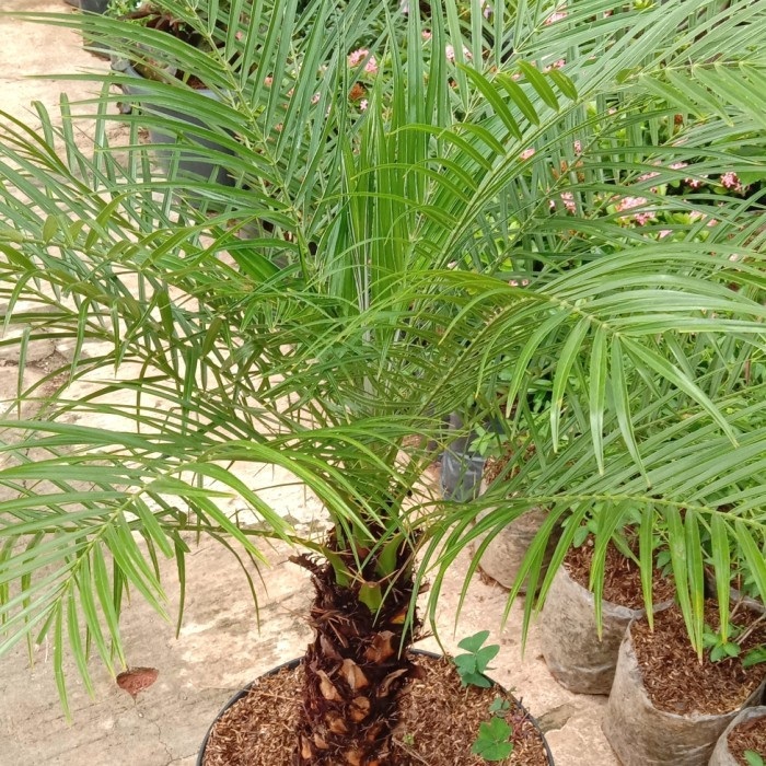 jual palem phoenix placeholder 1