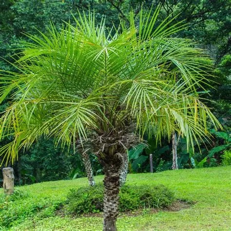 jual palem phoenix placeholder 2