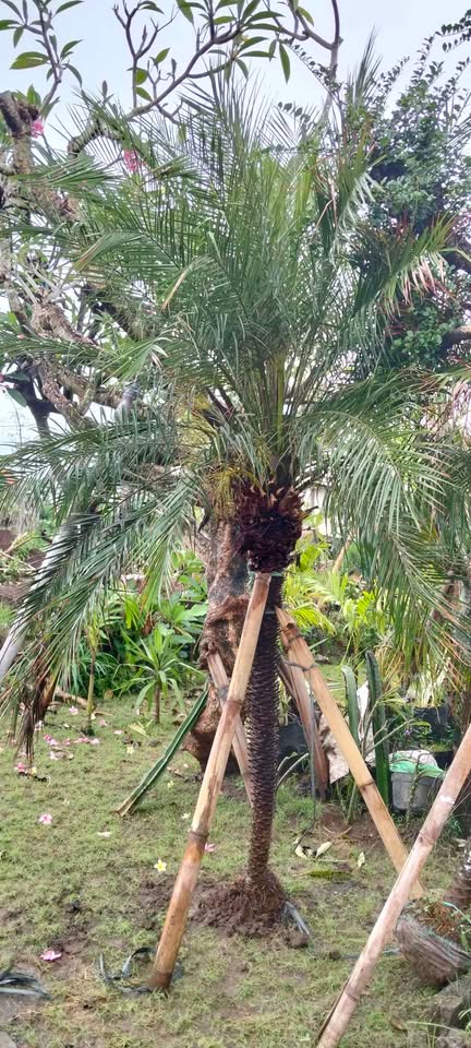jual palem phoenix placeholder 5