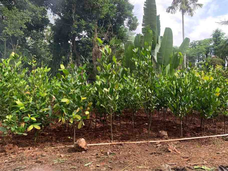 jual pohon garcinia ukuran kecil sedang dan besar