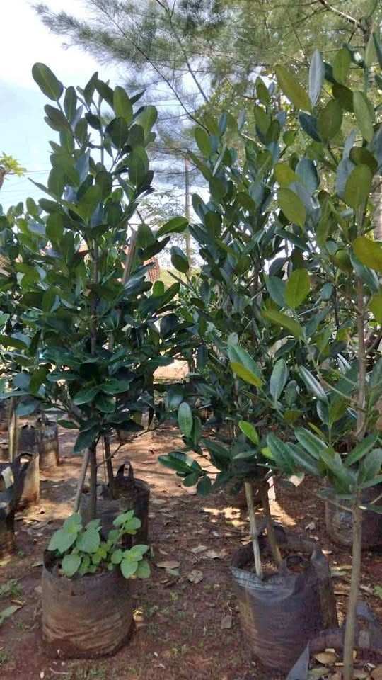 jual pohon garcinia ukuran kecil sedang dan besar