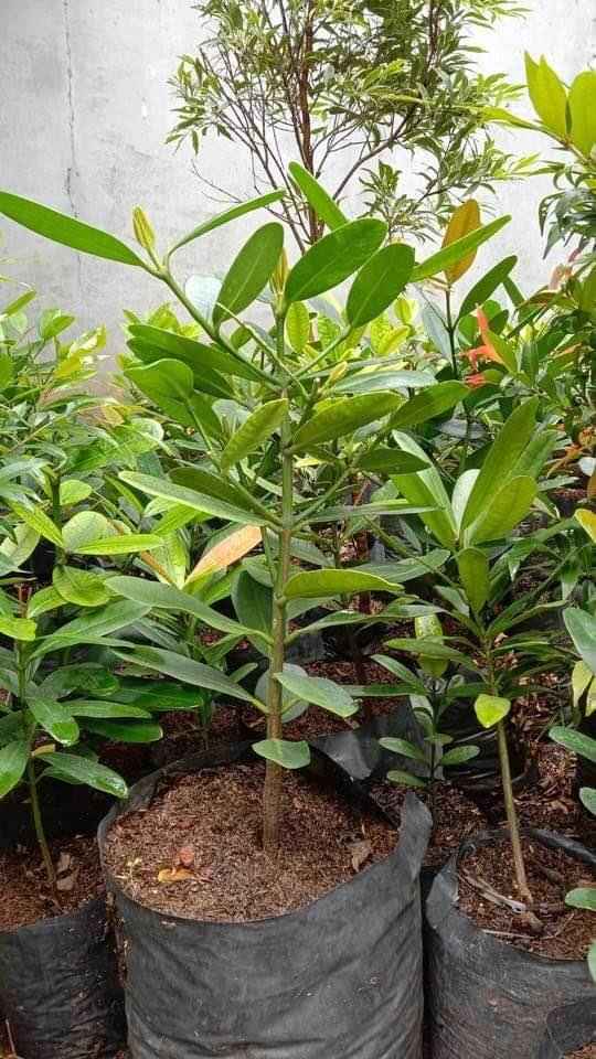 jual pohon garcinia ukuran kecil sedang dan besar