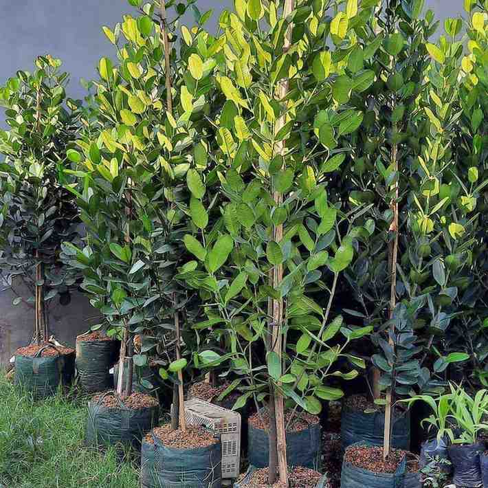 Pohon Garcinia hias besar Garcinia subelliptica untuk taman villa resort hotel dan proyek landscape premium