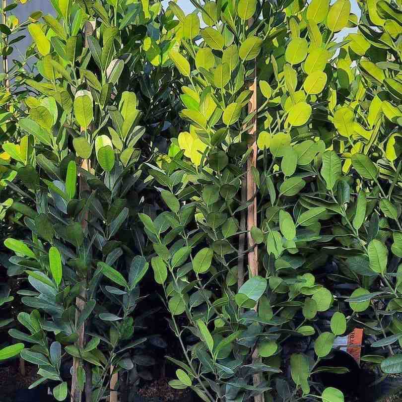 Pohon Garcinia subelliptica berbagai ukuran untuk taman dan landscape premium