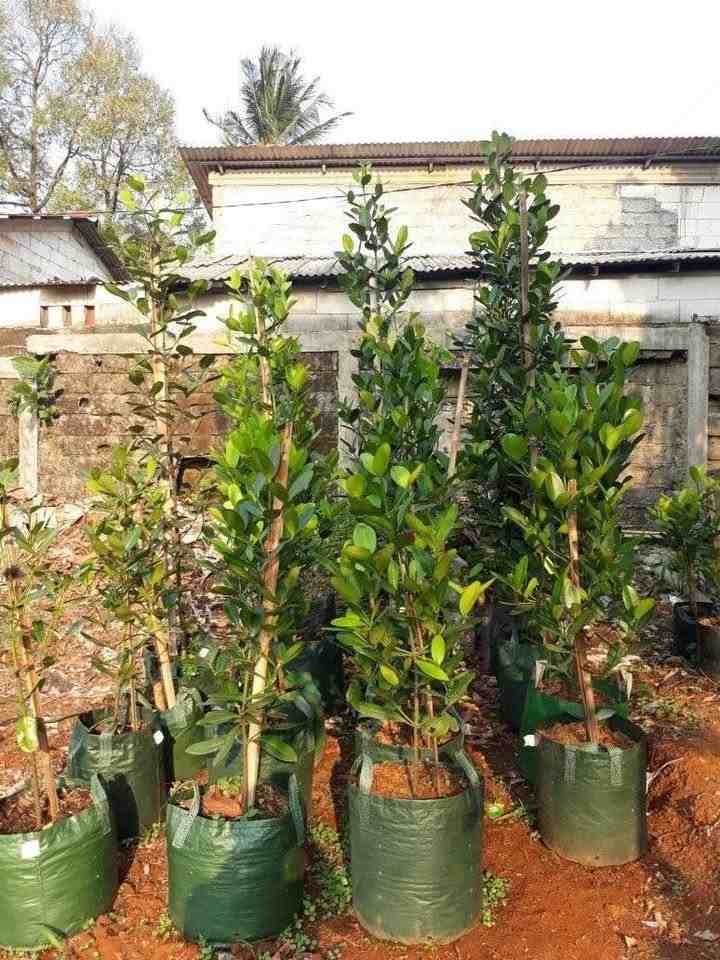 Pohon Garcinia hias ukuran sedang 1 sampai 1,5 meter untuk taman rumah villa dan landscape tropis