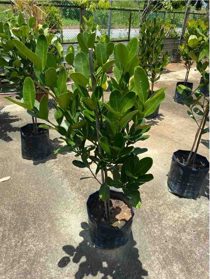 Bibit pohon Garcinia hias ukuran kecil daun bulat untuk tanaman hias premium dan koleksi taman