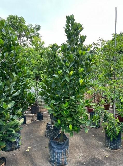 Jual pohon Garcinia hias daun bulat untuk taman rumah dan proyek landscape