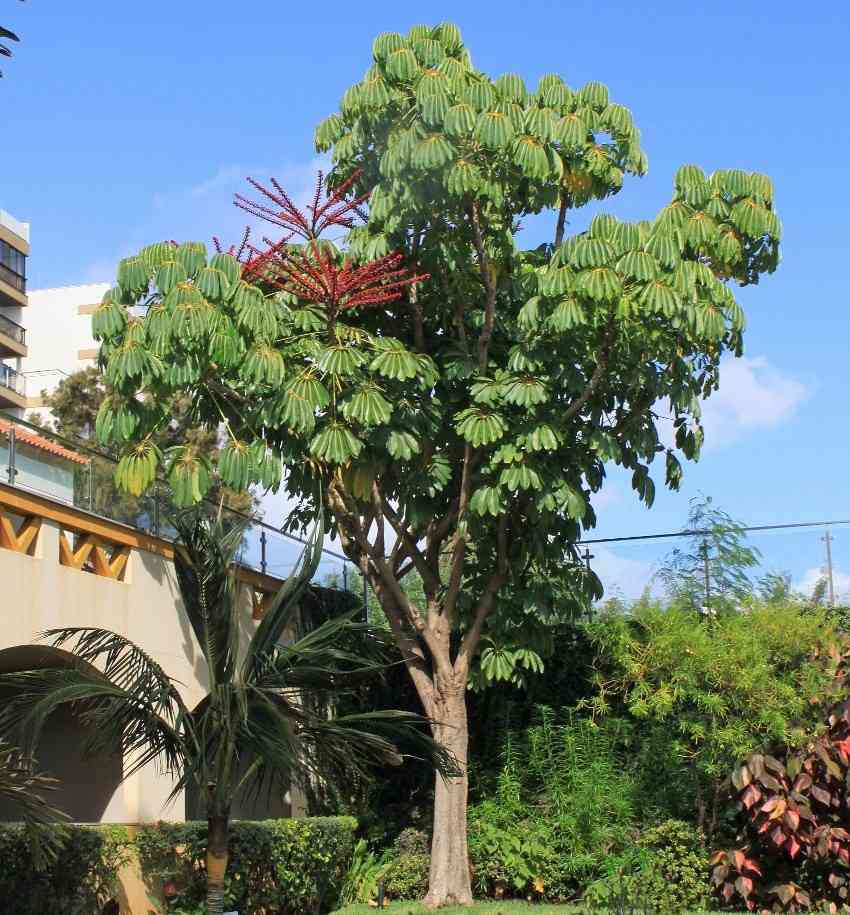 Pohon walisongo hijau berbagai ukuran untuk taman dan landscape