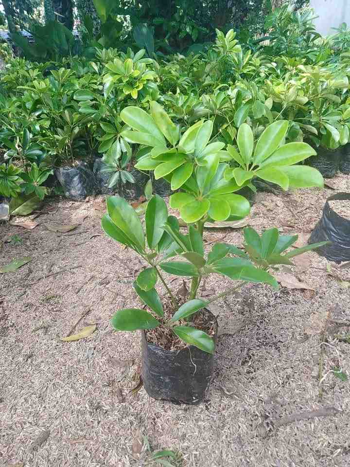 Bibit pohon walisongo hijau ukuran kecil untuk tanaman hias daun dan dekorasi taman