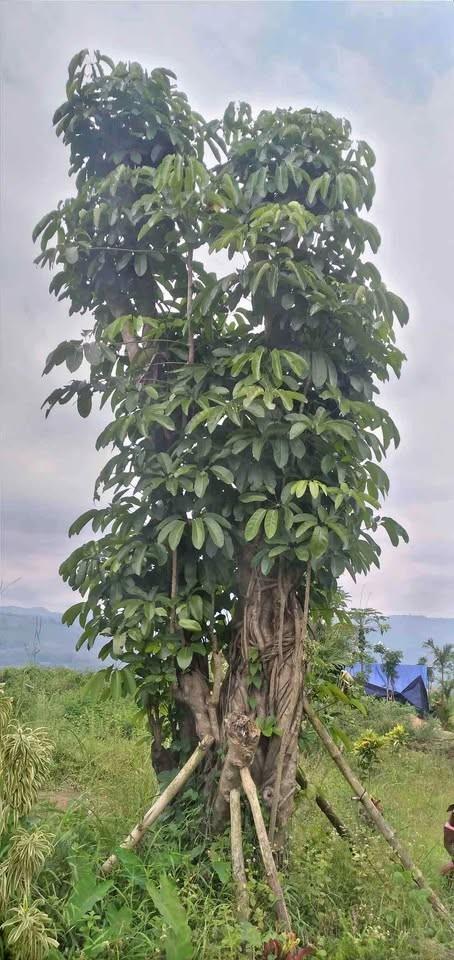 jual pohon walisongo besar tinggi dan kecil 3