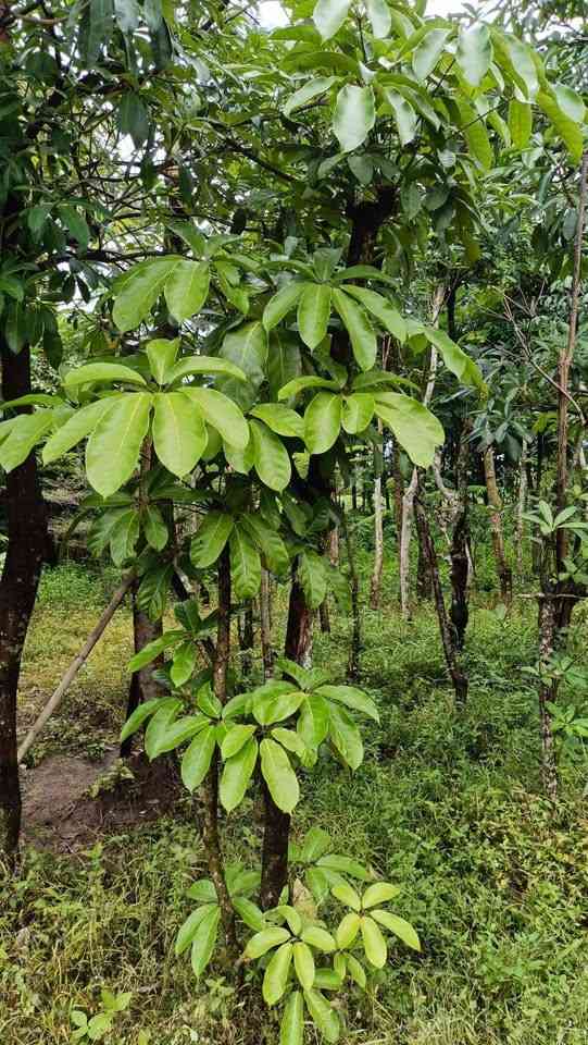 Tanaman walisongo hijau siap pot ukuran kecil sampai sedang untuk taman rumah