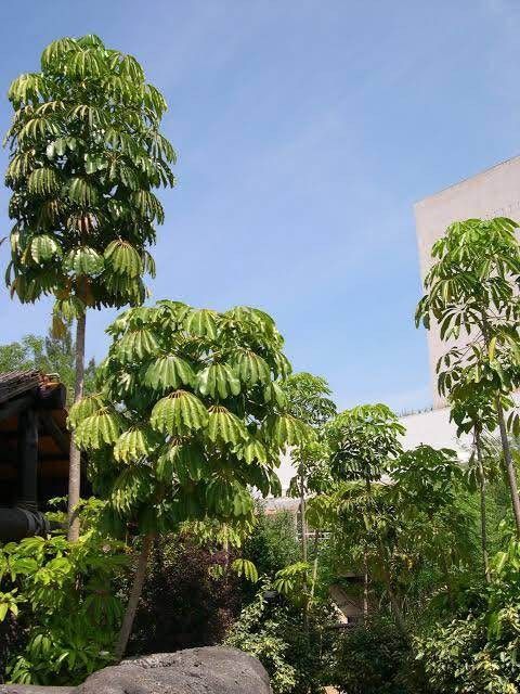 Jual pohon walisongo hijau untuk taman rumah dan proyek landscape