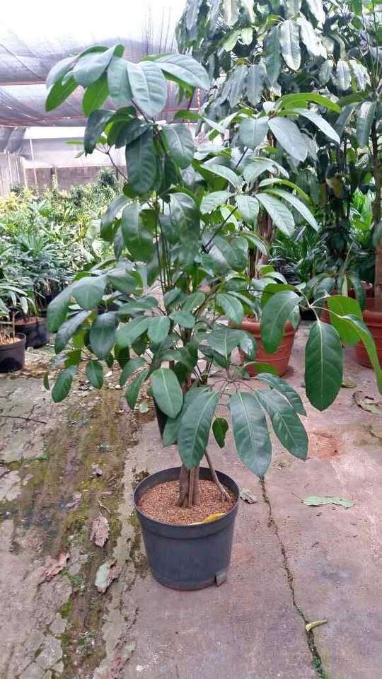 Pohon walisongo hijau ukuran sedang 80 sampai 120 cm untuk taman dan landscape
