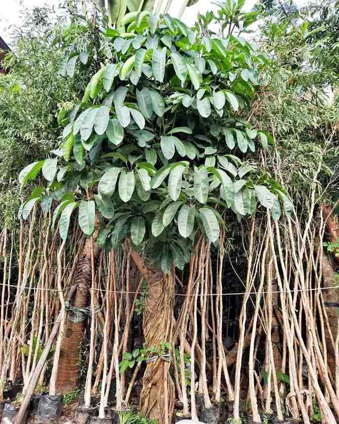Pohon walisongo hijau ukuran besar untuk taman rumah villa resort dan proyek landscape