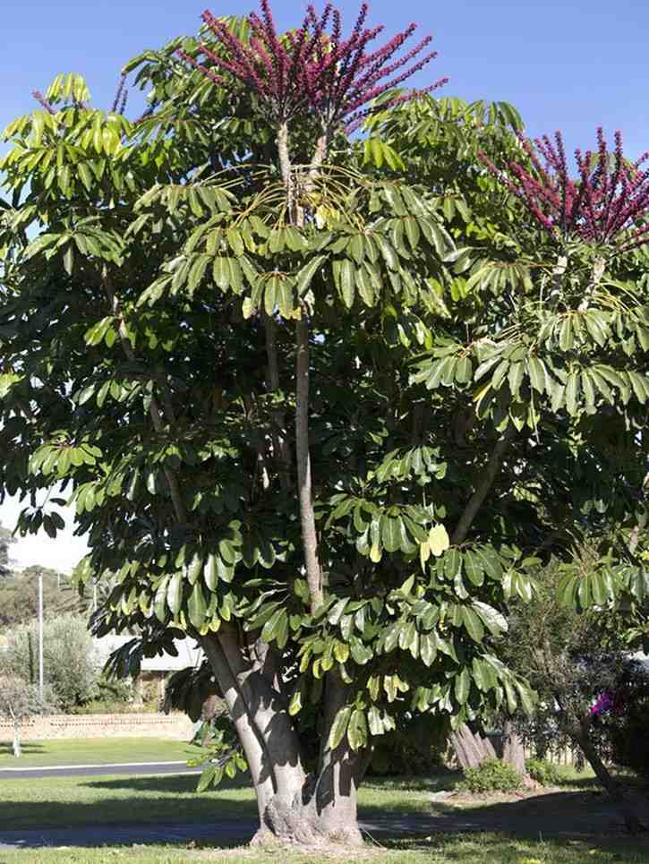 jual pohon walisongo besar tinggi dan kecil 9