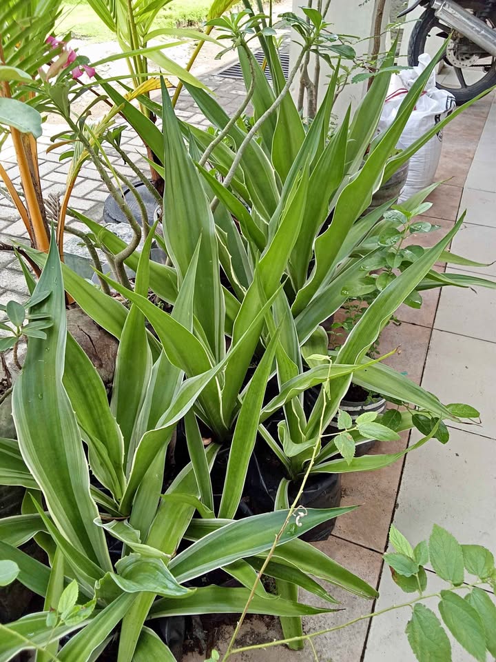 Jual tanaman hias Agave untuk taman minimalis