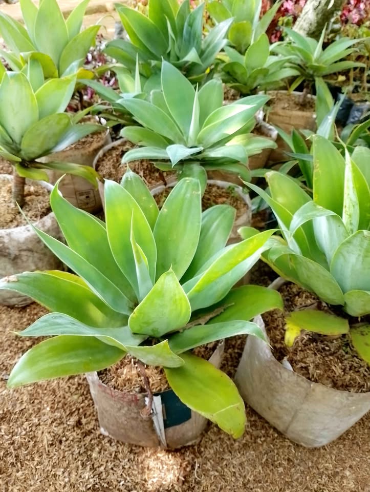 Tanaman Agave siklok untuk taman kering dan batu koral