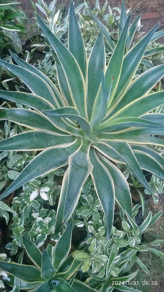 Tanaman hias Agave roset untuk pot dekoratif