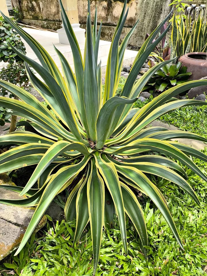 Agave untuk taman rumah cafe villa hotel dan kantor