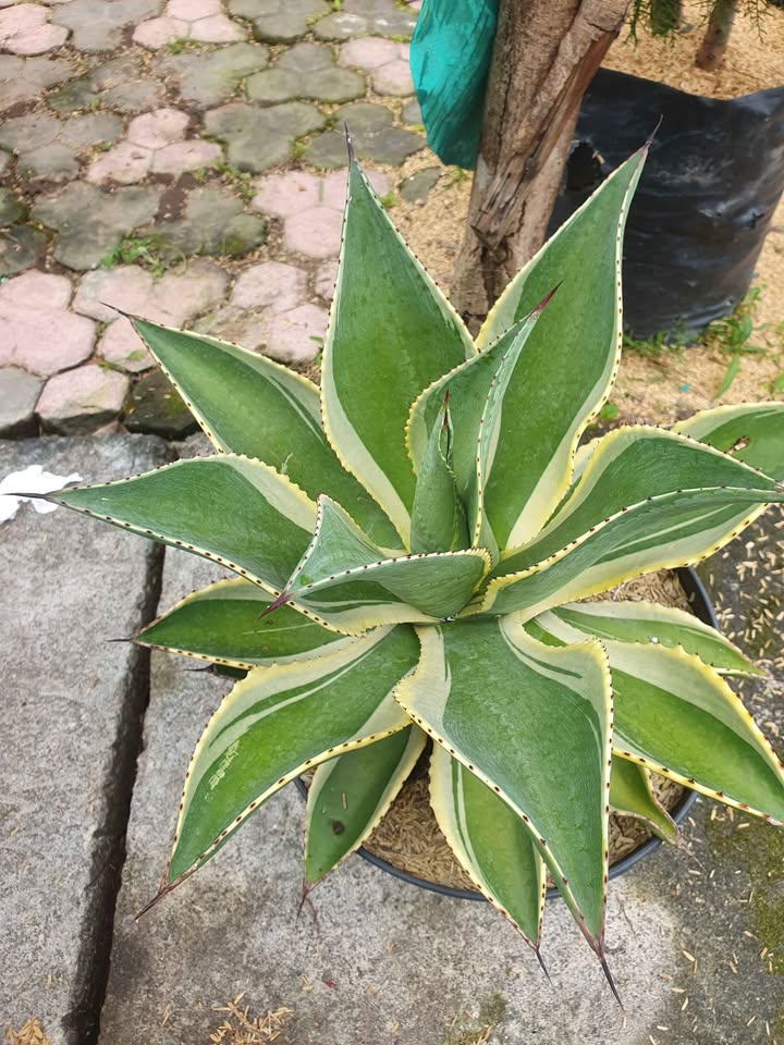 Tanaman Agave siap tanam untuk proyek landscape Tamannika