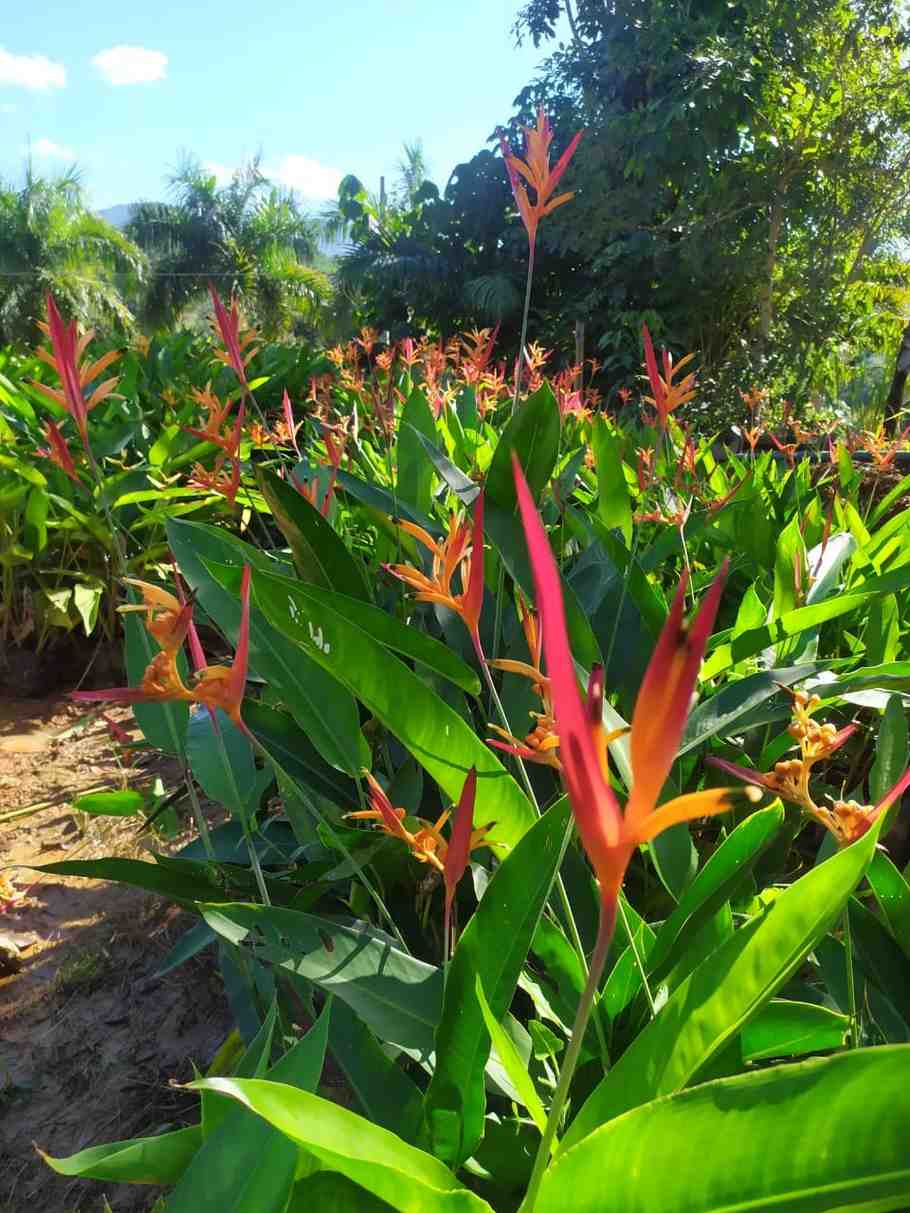 Heliconia