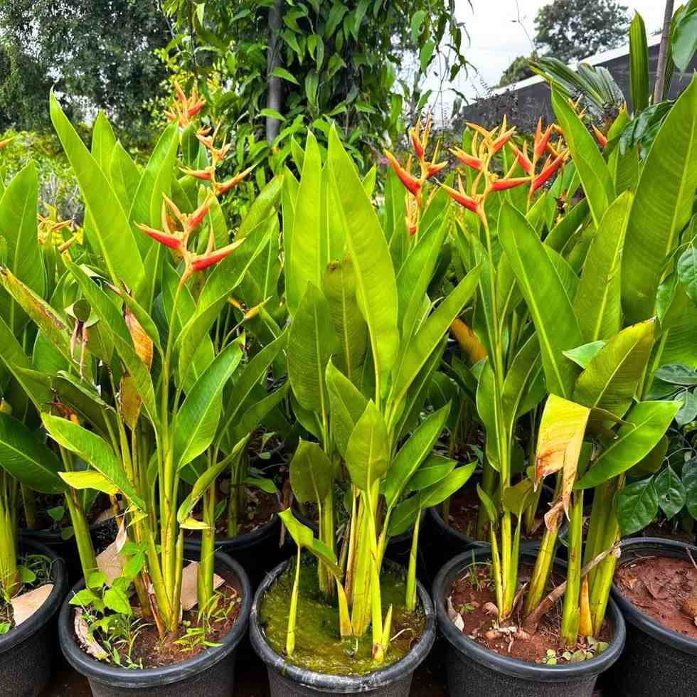 Ciri-ciri tanaman hias Heliconia pisang-pisangan berbunga tropis