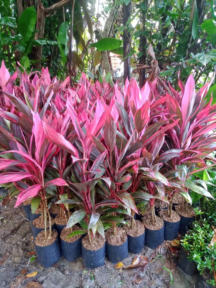 Jual tanaman hias Andong Merah untuk taman tropis dan landscape